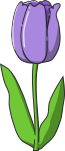 チューリップのイラスト12