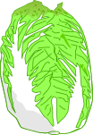 白菜のイラスト2