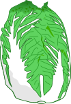 白菜のイラスト3