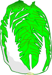白菜のイラスト4