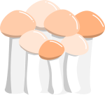 しめじのイラスト4