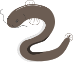 ウナギのイラスト8